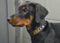 doberman-pinscher-1098753_1920