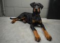 doberman-pinscher-1098804_1920