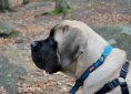 english-mastiff-489184_1920