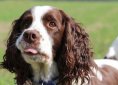 dog-2780296_1920