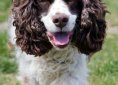 dog-317038_1280