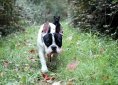 bulldog-144012_1920
