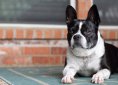 dog-3527960_1920