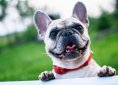 french-bulldog-1482630_1920