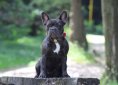 french-bulldog-3519865_1920