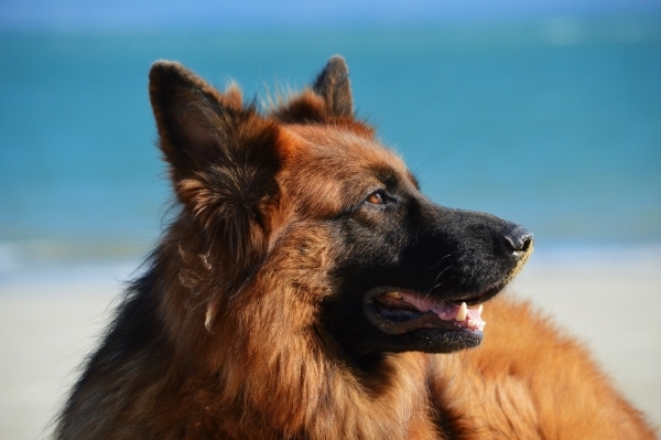 dog-1209914_1920