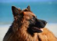 dog-1209914_1920