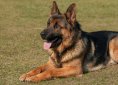 dog-2144031_1280