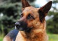 dog-2386814_1920