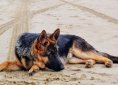 german-shepherd-1970026_1920