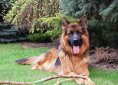 german-shepherd-2254252_1920