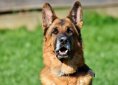 schafer-dog-3388580_1920