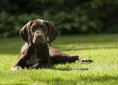 puppy-1624446_1920