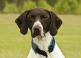 short-haired-german-shorthaired-pointer-2120184_1920