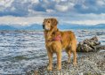 dog-1994692_1920