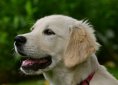 dog-2556796_1920