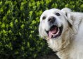 dog-2753369_1920