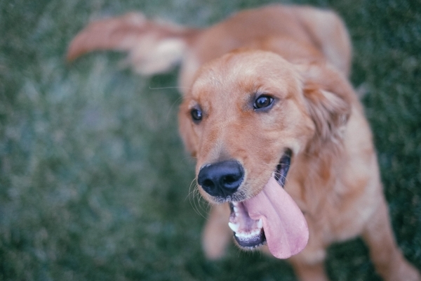 dog-867236_1920