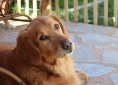 golden-retriever-1092081_1920