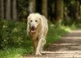 golden-retriever-2701033_1920