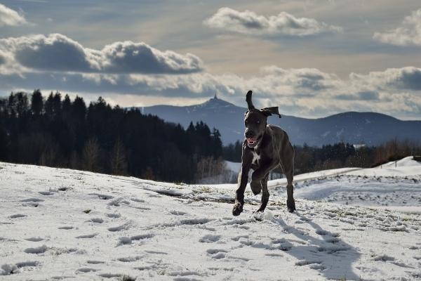 dog-2098715_1920