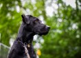 dog-2869572_1920