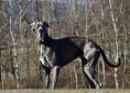dog-3181898_1280