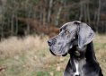 great-dane-2973438_1280