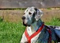 great-dane-3387239_1920