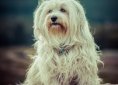 dog-1134493_1920