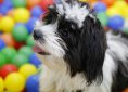 dog-2746234_1920