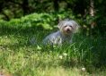 dog-3536017_1920