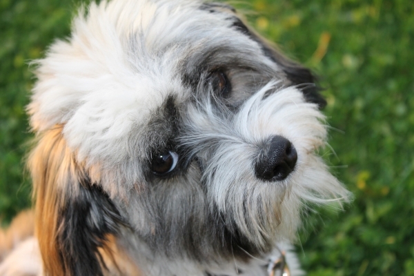 dog-929044_1920