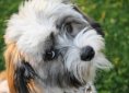 dog-929044_1920