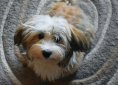 havanese-2780122_1920