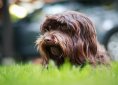 havanese-3443856_1920
