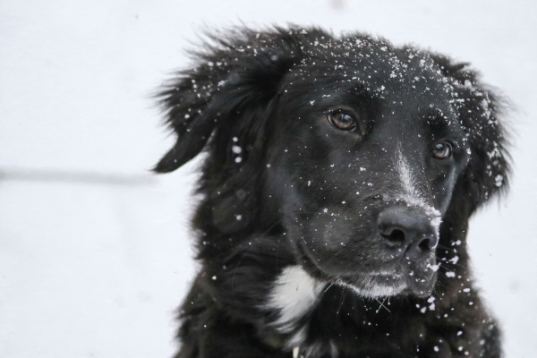 border-collie-1149417_1920