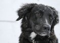 border-collie-1149417_1920