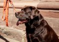 dog-1408305_1920