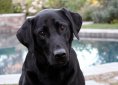 dog-3034941_1280