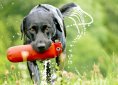 labrador-1114810_1920