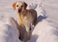yellow-labrador-retriever-742085_1920
