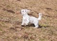 dog-1228571_1920