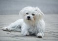 dog-1481270_1920
