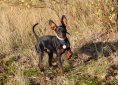 dog-737782_1920