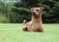 dog-753618_1920