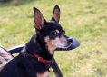 miniature-pinscher-3291290_1920