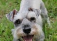 miniature-schnauzer-1238157_1920