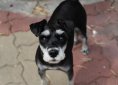 schnauzer-1149581_1920