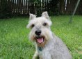 schnauzer-1238155_1920